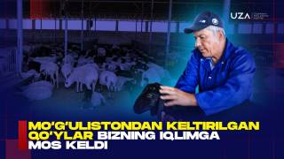 Mo‘g‘ulistondan keltirilgan qo‘ylar bizni iqlimga mos keldi (+video)