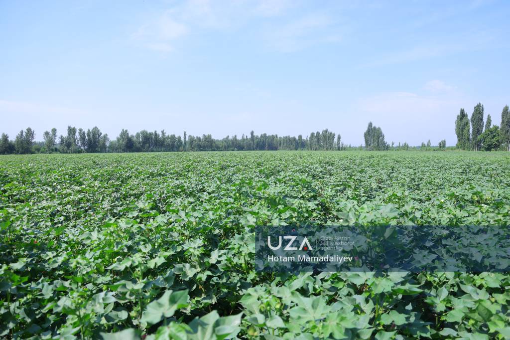 Namanganda g‘o‘za parvarishidagi agrotexnik tadbirlar o‘rganildi