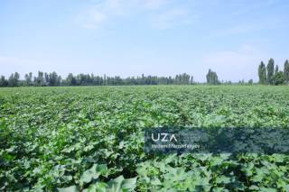 Namanganda g‘o‘za parvarishidagi agrotexnik tadbirlar o‘rganildi