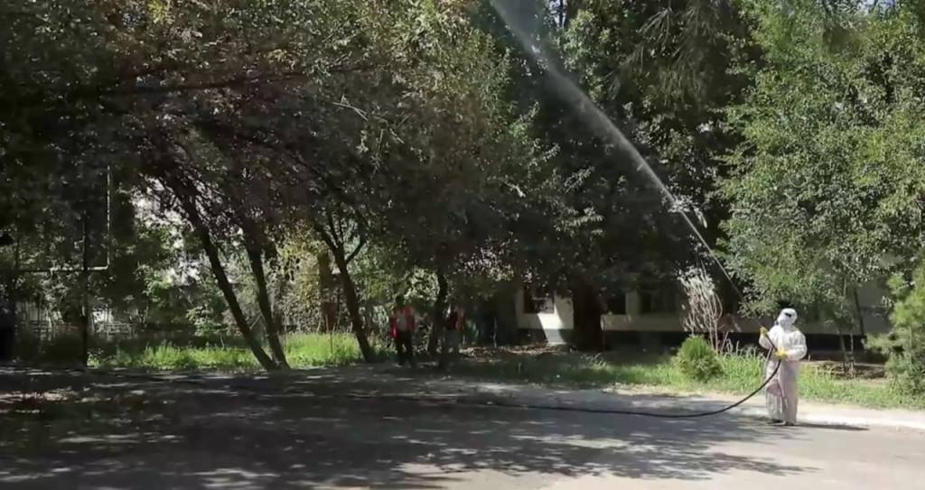 Зеленый дозор: как спасали платаны ташкентской махалли «Биллур»