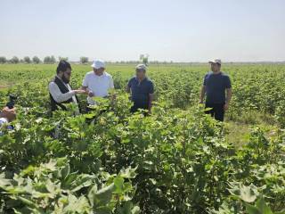 Ўзбекистон – Афғонистон: уруғчилик соҳасида ҳамкорлик истиқболлари муҳокама қилинмоқда