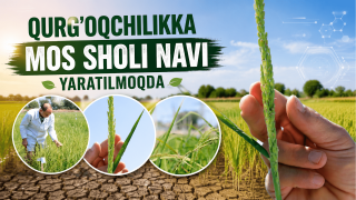 Qurg‘oqchilikka mos sholi navi yaratilmoqda (+video)