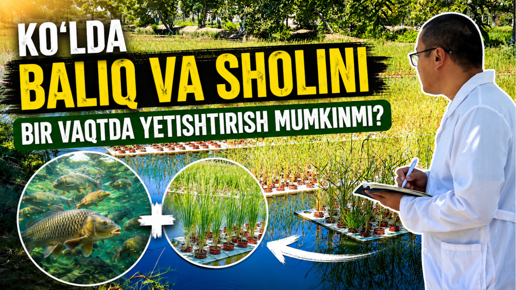 Ko‘lda baliq va sholini bir vaqtda yetishtirish mumkinmi? (+video)