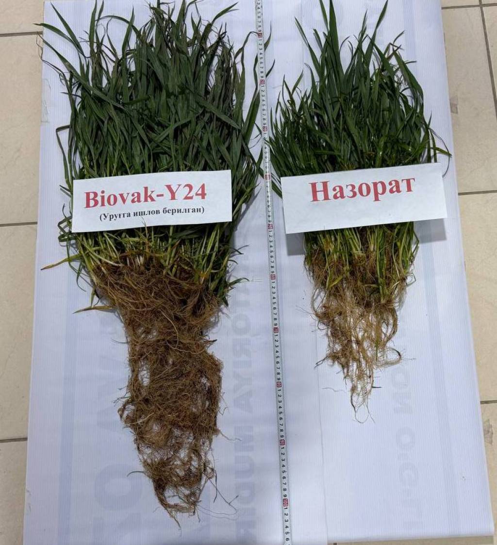 “BioVak Y24” biologik preparati qishloq xo‘jaligi sho‘rlangan yerlarida yangi organik muhitni yaratmoqda