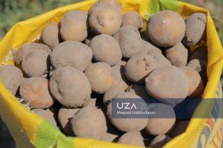 Urug‘lik kartoshka yetishtirishda zamonaviy agrotexnologiyalar samara bermoqda