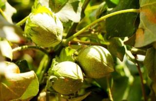 Paxtachilik: zamonaviy agrotexnologiya – hosildorlik garovi