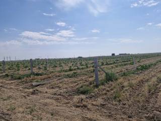 Нишонда 100 гектар узумзор барпо этилади