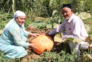 Sho‘rchilik mirishkor dehqon 40 kilogrammlik oshqovoq yetishtirish arafasida