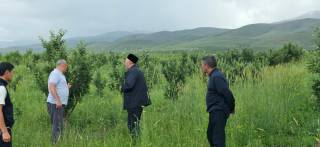 Иқлим синовидан ўтаётган боғдорчилик