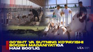 Гўшт ва сутнинг кўпайиши боқиш маданиятига ҳам боғлиқ