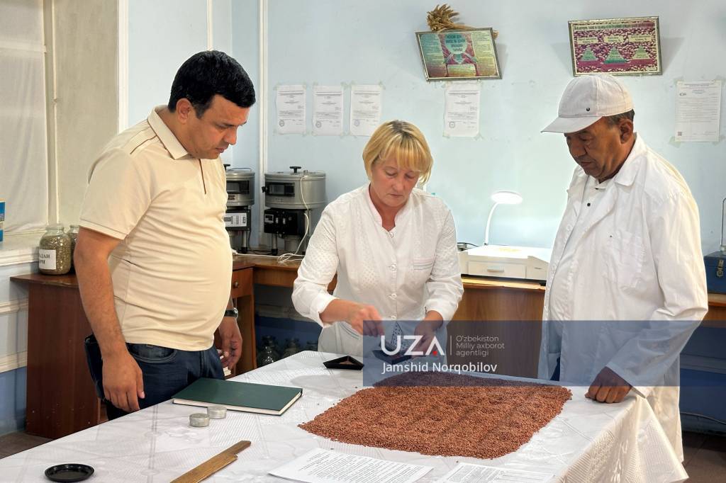 Qashqadaryoda 2027-yil hosili uchun qariyb 29,8 ming tonna urug‘lik don jamg‘arildi