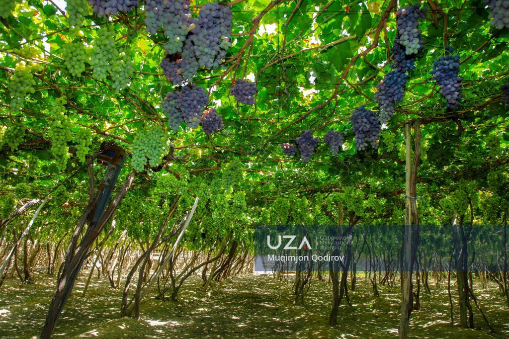 Mehnat bor joyda baraka bor