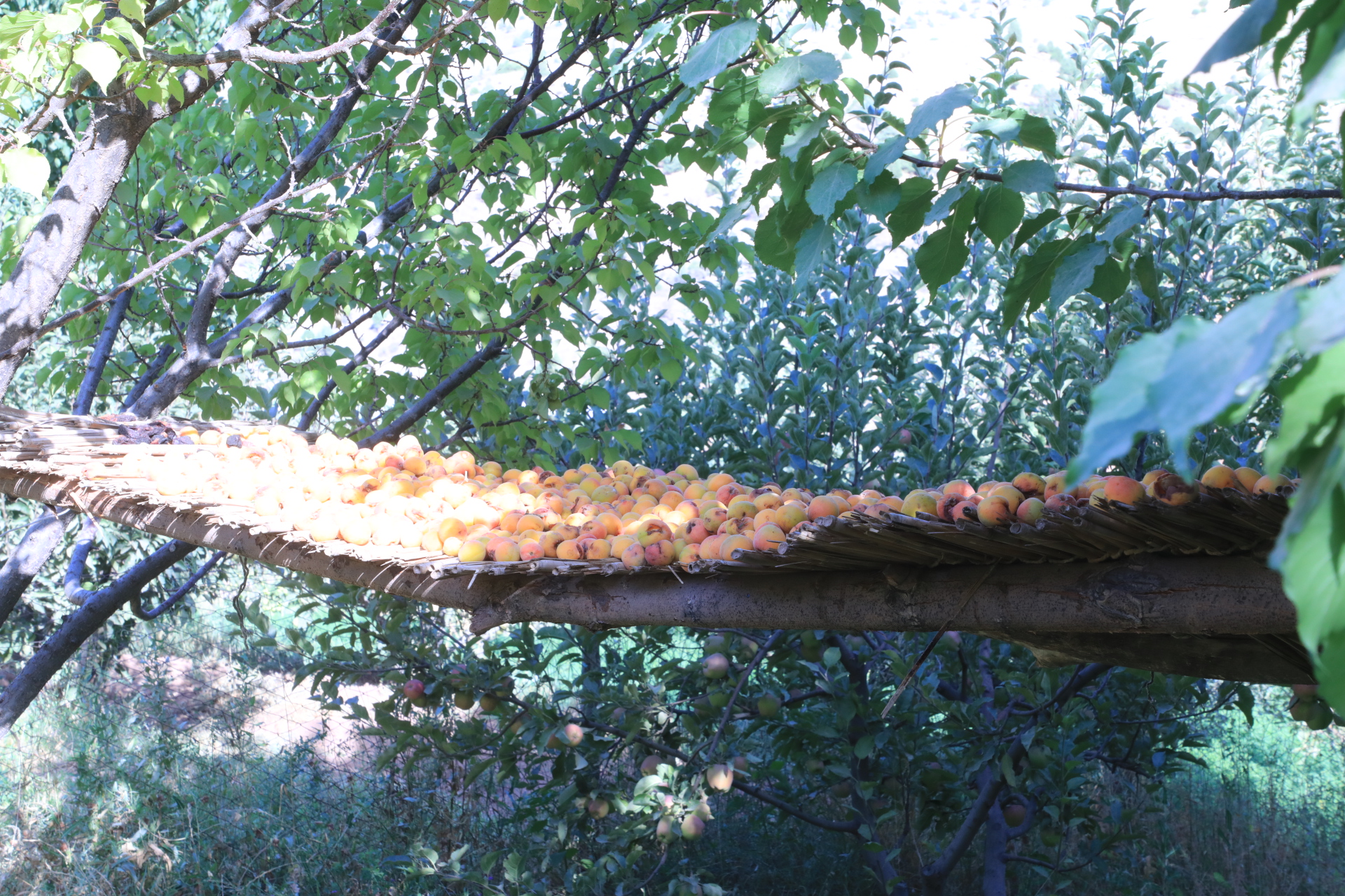 IMG_2423 IMG_2423