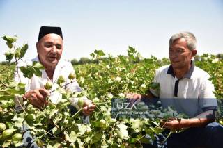 Jizzaxda innovatsion agrotexnologiyalar yuqori hosildorlikni ta’minlamoqda