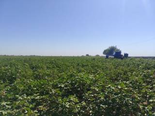 Qashqadaryoda g‘o‘za defoliatsiyasi ishlari boshlandi