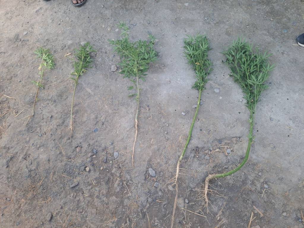 Tomorqada besh tup kannabis borligi aniqlandi
