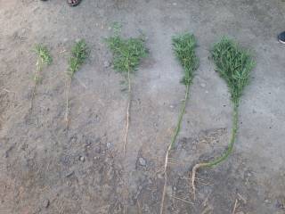 Tomorqada besh tup kannabis borligi aniqlandi