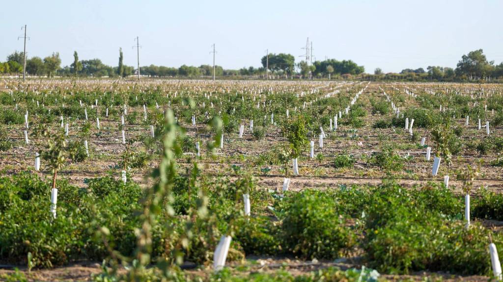Yerlarning agrokimyoviy tahlili – oziq-ovqat xavfsizligini ta’minlashdagi muhim omil