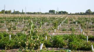 Yerlarning agrokimyoviy tahlili – oziq-ovqat xavfsizligini ta’minlashdagi muhim omil