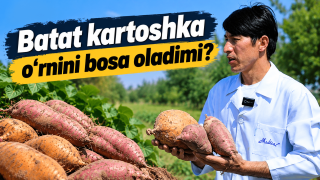 Batat: O‘zbekiston uchun yangi, shifobaxsh sabzavot