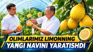 O‘zbek limoni: Po‘sti shirin, dorivor va eksportbop yangi nav (+video)