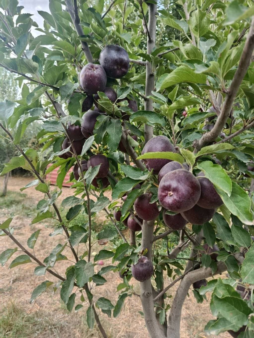 Baxmal olmalarи-4