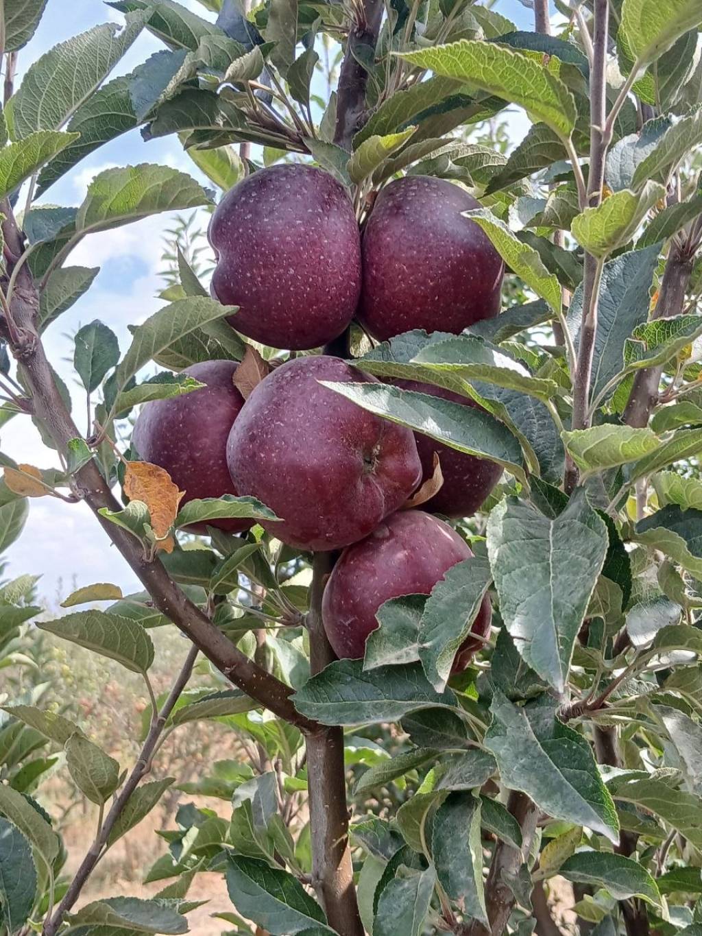 Baxmal olmalarи-7