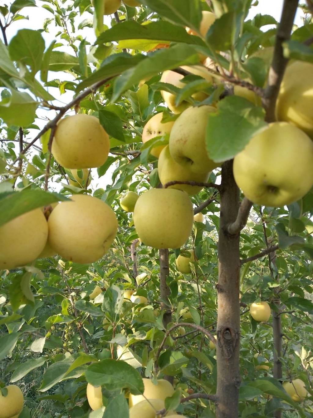 Baxmal olmalarи-3
