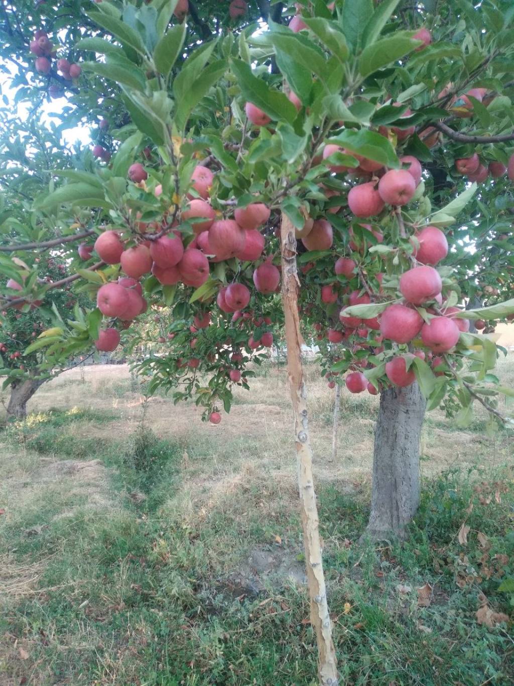 Baxmal olmalarи-6