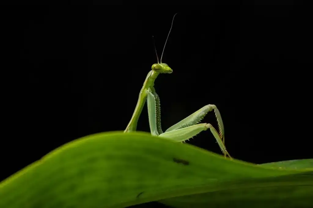 “Nikon Comedy Wildlife Awards” – энг таъсирли табиат суратлари сараланмоқда