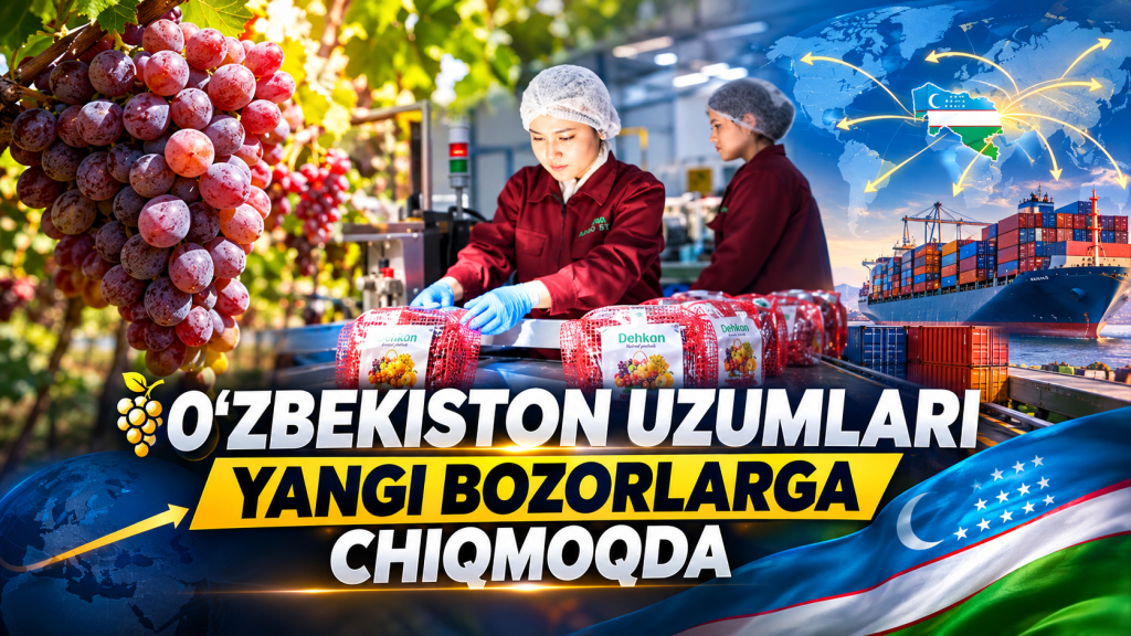 O‘zbekiston uzumlari yangi bozorlarga chiqmoqda (+video)