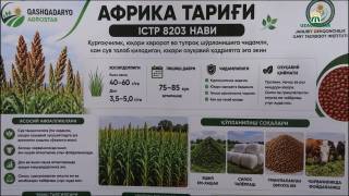 Cho‘l hududlarida chorva ozuqasiga zamin tayyorlanmoqda