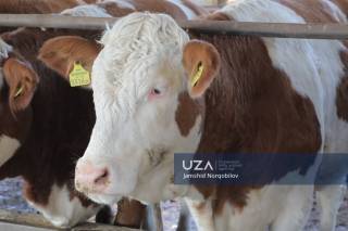 Veterinariya nazorati – oziq-ovqat xavfsizligi kafolati