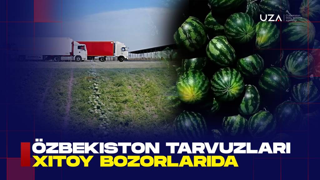 Ўзбекистон тарвузи Хитой бозорига йўл олмоқда (+видео)