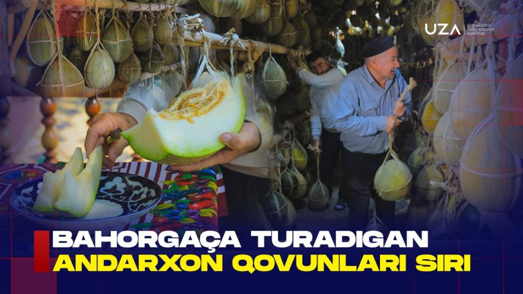 Баҳоргача турадиган Андархон қовунлари сири (+видео)