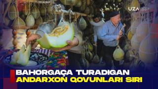 Bahorgacha turadigan Andarxon qovunlari siri (+video)