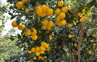 Limon ham shifo, ham daromad