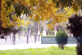 Андижон кузнинг олтин рангларига бурканди