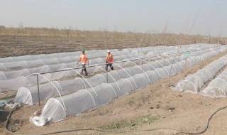 Bektemirda yashil hududlar uchun 8 gektarlik ko‘chatxona tashkil etilmoqda